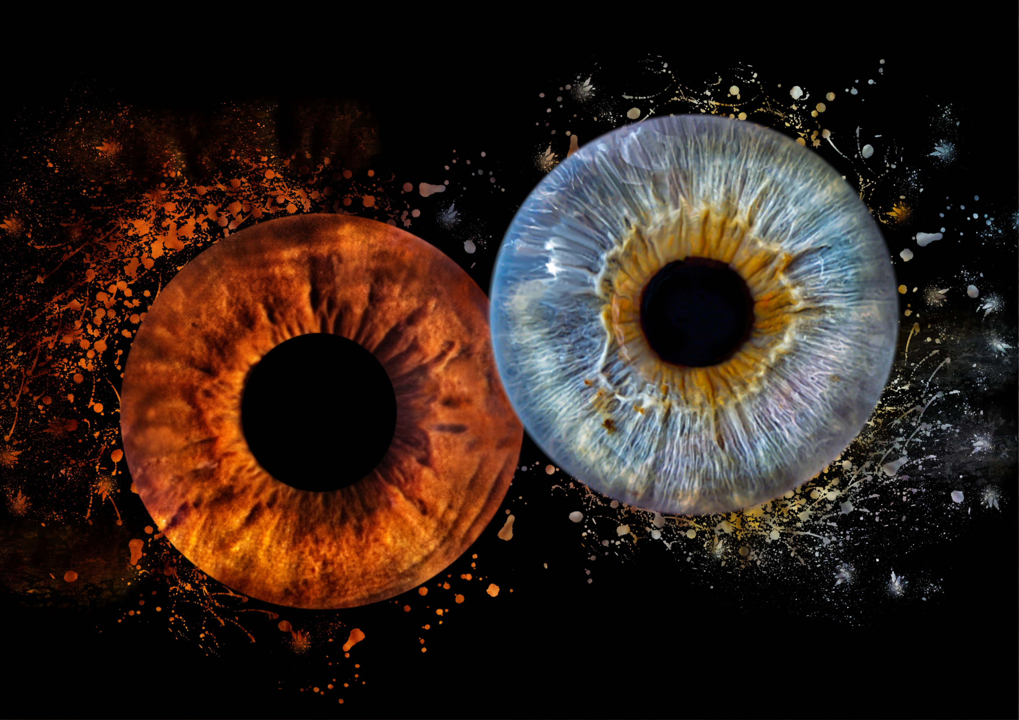 Iris 11